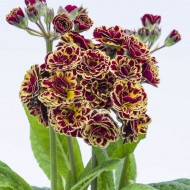 Примула Primula Balerina Persian Weave